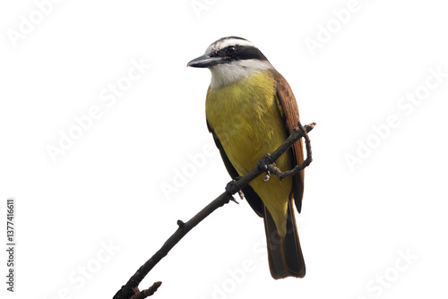 Great kiskadee bemtevi benteveo perched on a branch in PNG (Pitangus sulphuratus)