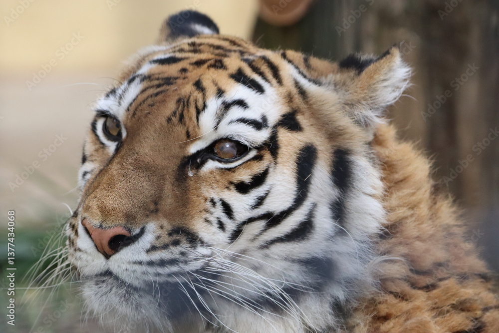 Fototapeta premium アムールトラ