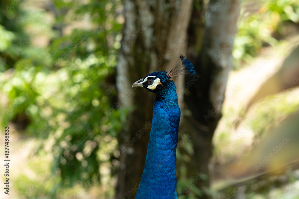 Obraz premium beautiful head of peacock bird with crest in park