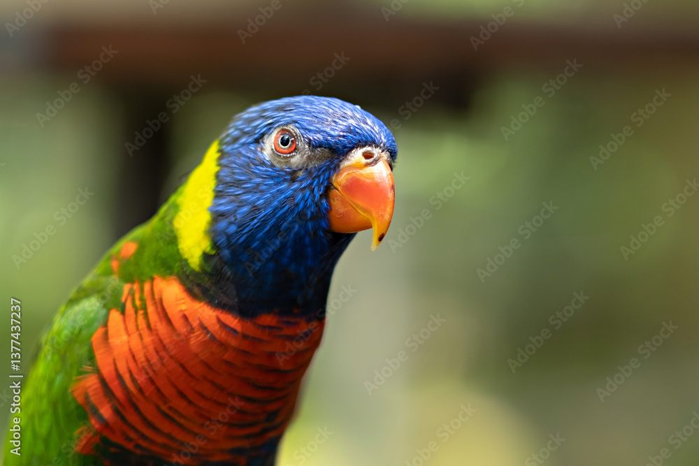 Obraz premium beautiful Rainbow Lorikeet in bird park, colorful parrot in Malaysia