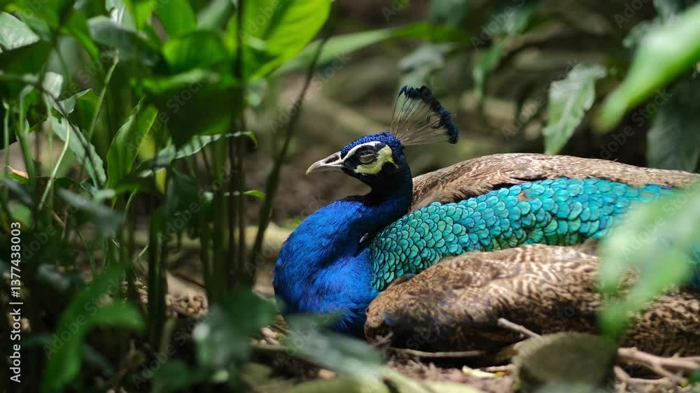 custom made wallpaper toronto digitalpeacock sleeping in the bushes of the bird park
