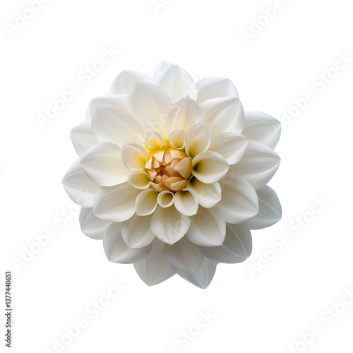 Wallpaper Mural A stunning white flower with layered petals and a central bud, intricate details and elegant symmetry. Torontodigital.ca