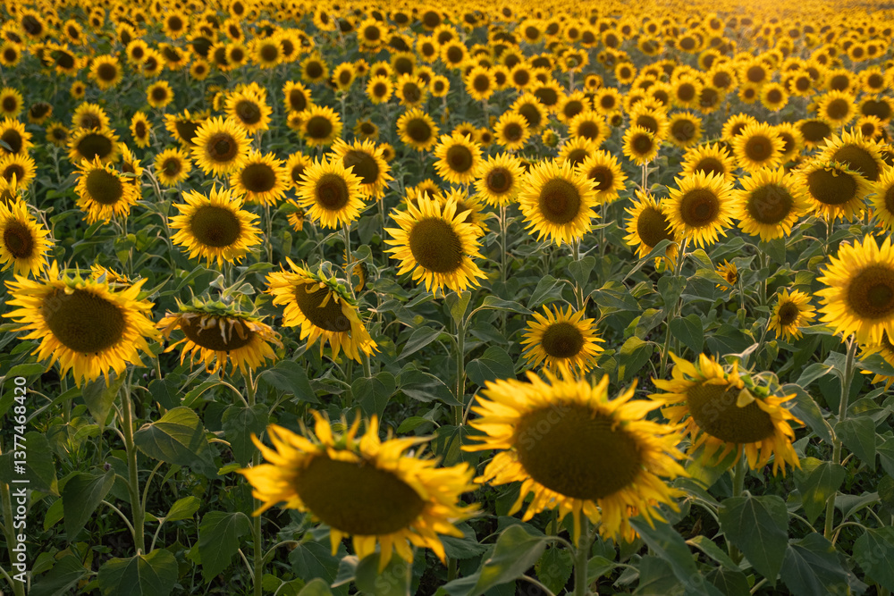 A field of sunflowers A field of sunflowers
