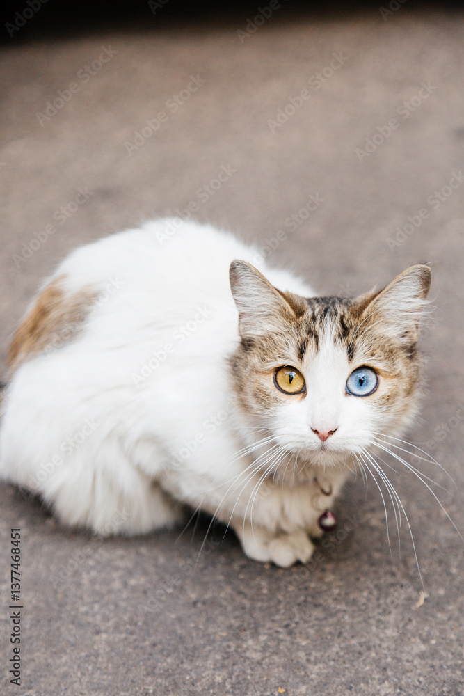Cat heterochromia Cat heterochromia