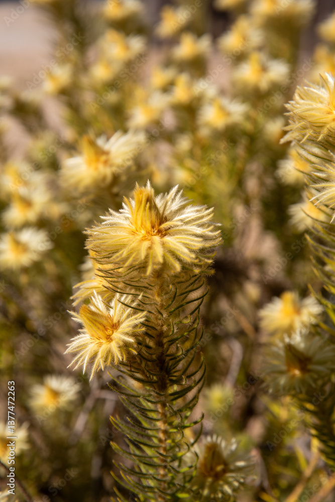 Featherhead hard leaf Featherhead hard leaf