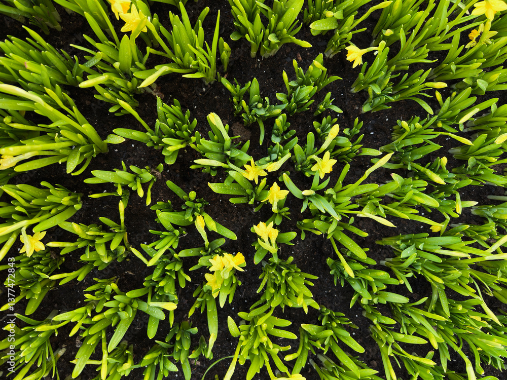Green grass with yellow spring flowers. Green grass with yellow spring flowers.