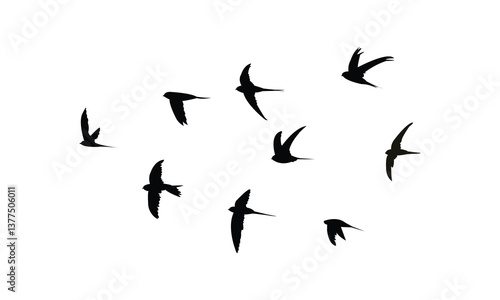 Flying African palm swift bird Silhouette Design  And Vector Illustration. 