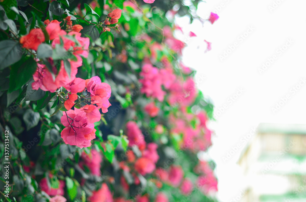 Fototapeta premium Bougainvillea blooming in Spring,Jiangmen,Guangdong,China.Bougainvillea also called Paper Flower or Rhododendron.