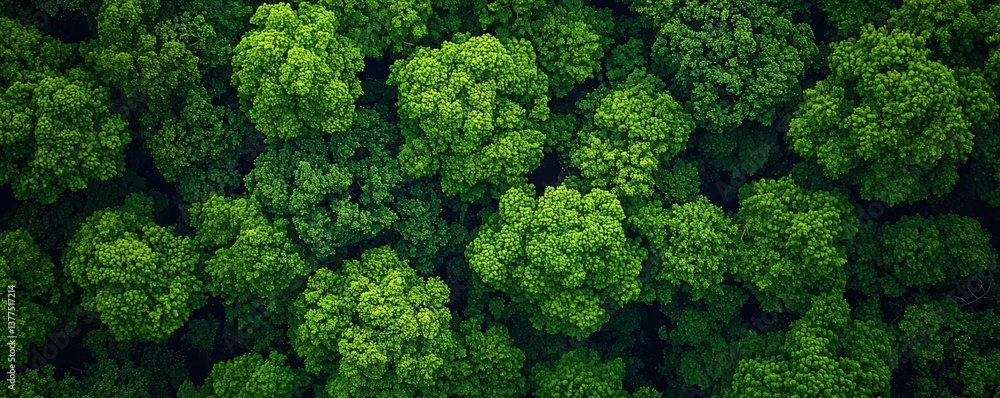 Lush green treetops create a vibrant canopy from an aerial view, showcasing the beauty and density of forest vegetation, Corporate Social Responsibility, CSR. Lush green treetops create a vibrant canopy from an aerial view, showcasing the beauty and density of forest vegetation, Corporate Social Responsibility, CSR.