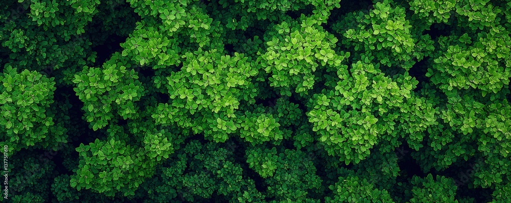 A vibrant top-down view of lush green foliage, showcasing dense leaves with varying shades of green, creating a rich and textured natural pattern, Corporate Social Responsibility, CSR. A vibrant top-down view of lush green foliage, showcasing dense leaves with varying shades of green, creating a rich and textured natural pattern, Corporate Social Responsibility, CSR.