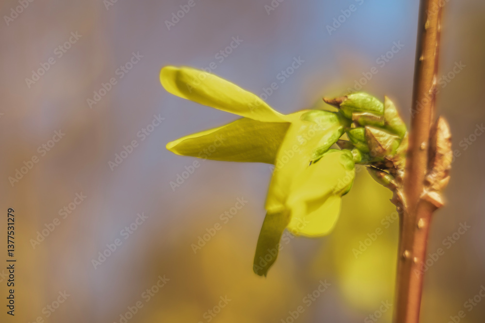 Spring flowers in macro photos.