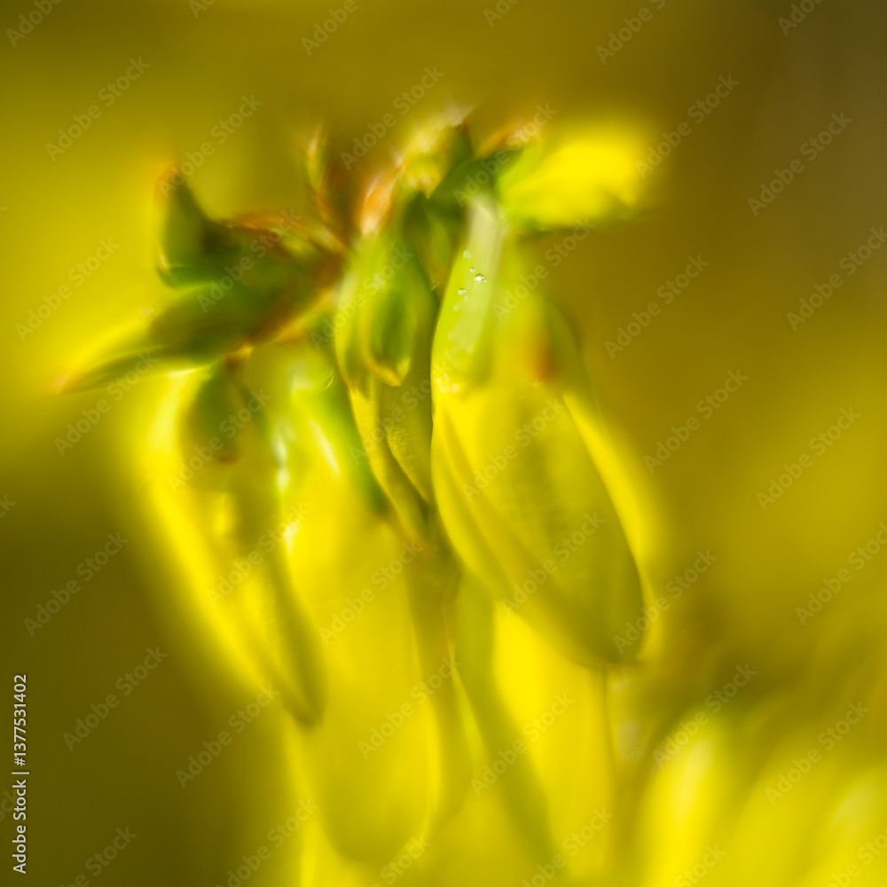 Spring flowers in macro photos.