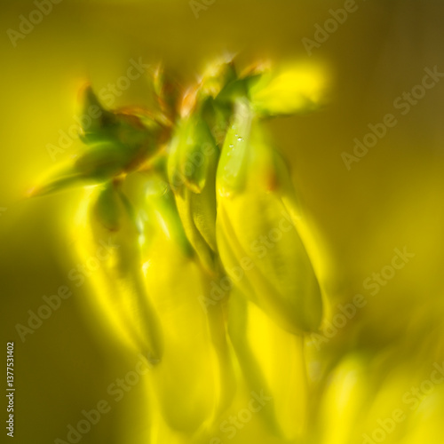 Obraz na płótnie Spring flowers in macro photos. w salonie