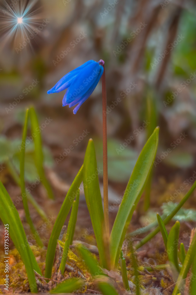 Spring flowers in macro photos.