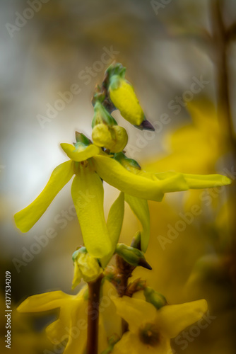 Obraz na płótnie Spring flowers in macro photos. w salonie