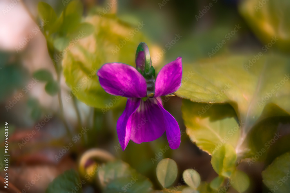Spring flowers in macro photos.