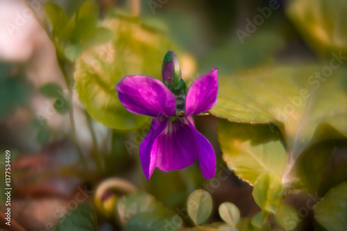 Spring flowers in macro photos.