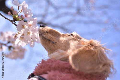 桜のお花見をする犬
