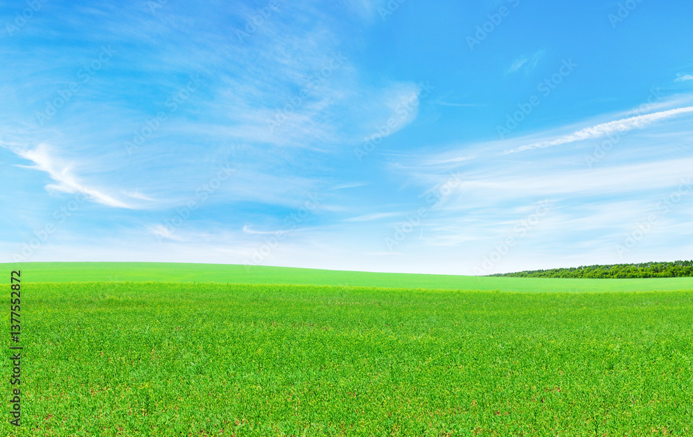 Summer landscape with a vast green field under a majestic sky Summer landscape with a vast green field under a majestic sky