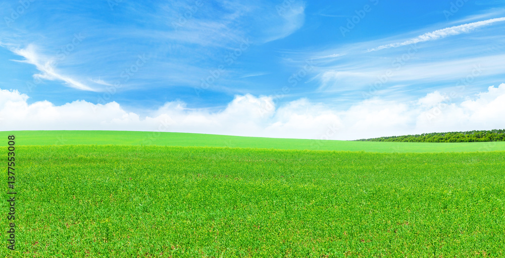 Fototapeta premium Summer landscape with a vast green field under a majestic sky