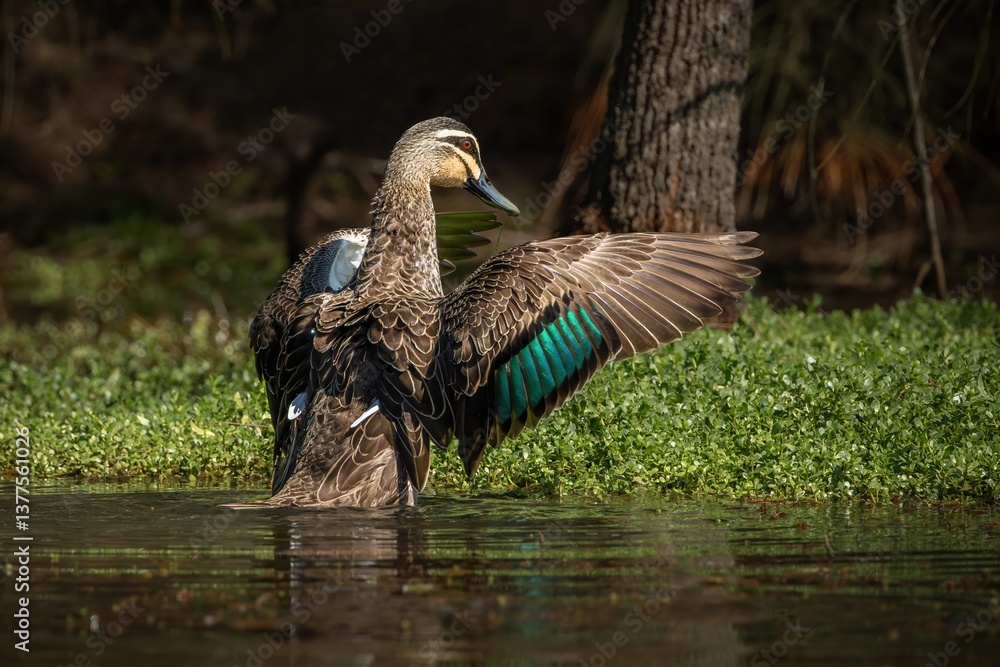Obraz premium A Pacific Black duck flaps its wings to dry them after cleaning, showing a beautiful green panel of feathers caught by the sunlight in Arundel wetlands on the Gold Coast in Queensland, Australia.