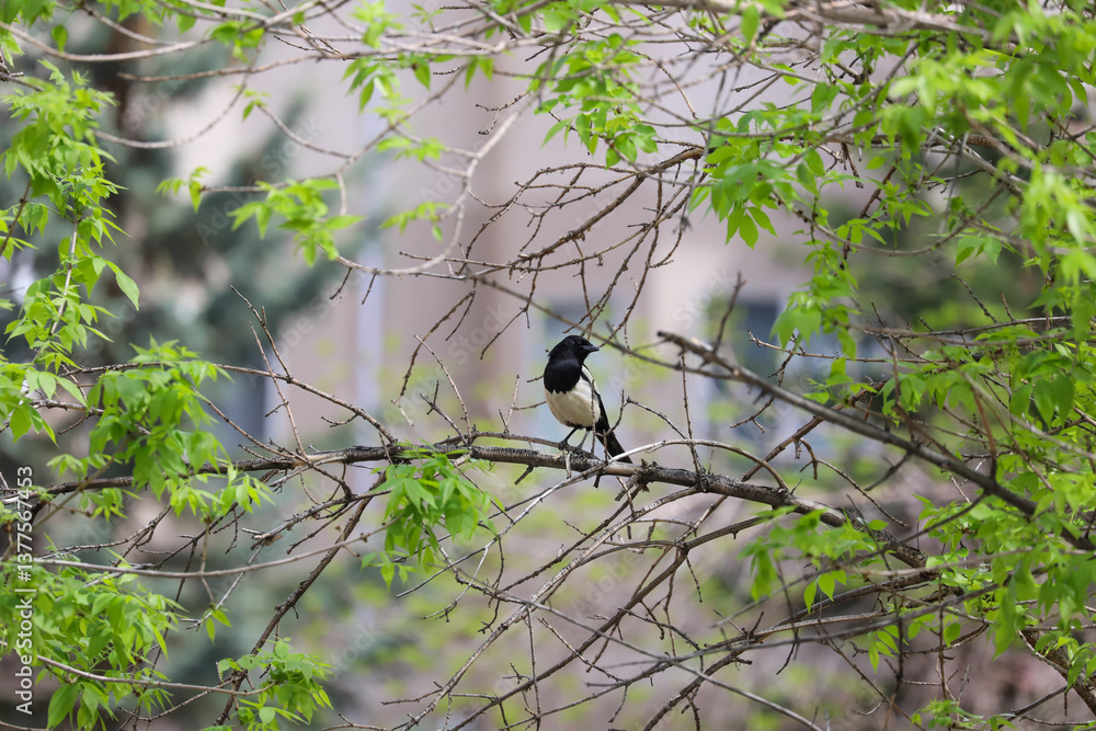 Obraz premium Two black-billed magpies perched among green spring leaves in forested area near Banff, Canada