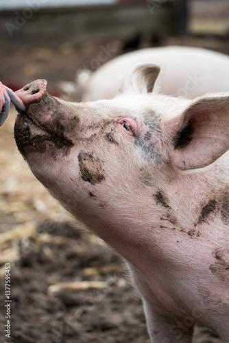 Wallpaper Mural Friendly pig with a muddy snout sniffing a person's hand on a farm Torontodigital.ca