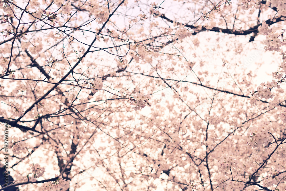 桜 春らんまん 春 お花見 桜 春らんまん 春 お花見