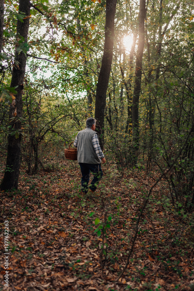 Man foraging for mushrooms in autumn forest at sunset