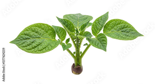 Photos Isolated Potato Plant