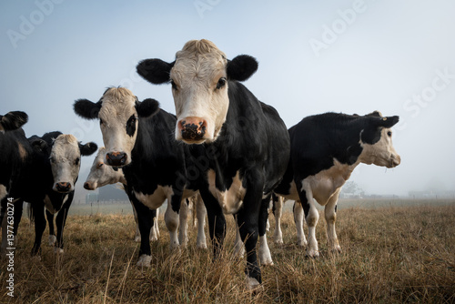 Tableau sur toile white face dairy cross beef cattle in dry brown paddock during drought