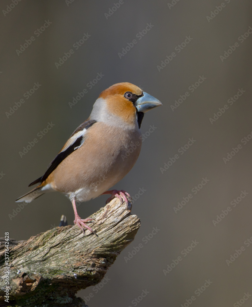 The hawfinch - male in spring at a wet forest The hawfinch - male in spring at a wet forest