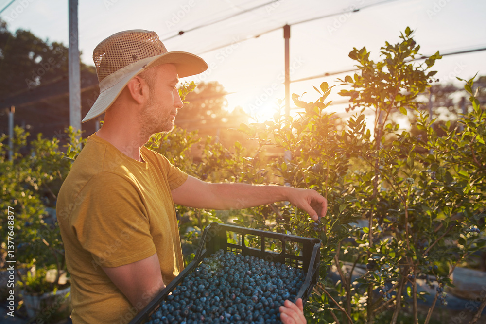 Farmer picking fresh blueberries on a farm.