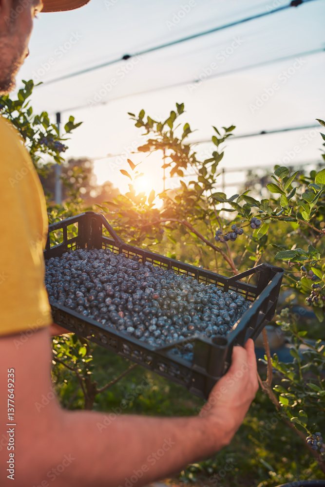 Farmer picking fresh blueberries on a farm.