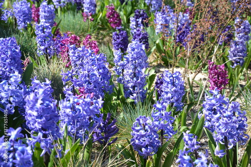 Canvas Print Massif printanier fleuri de Jacinthe woodstock et Blue Pearl avec fétuque bleue