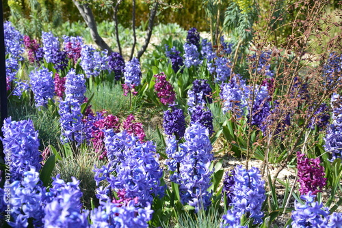 Quadro em tela massif fleuri de Jacinthe woodstock et Blue Pearl avec fétuque bleue Elijah blue
