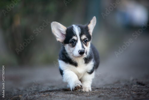 Corgi puppies in the snow