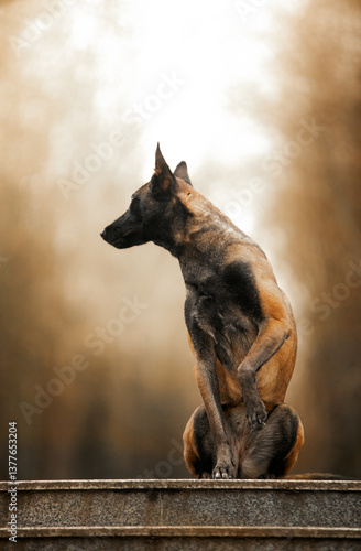 belgian shepherd dog