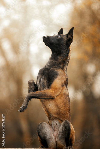 belgian shepherd dog