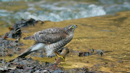 Eurasian sparrowhawk (Accipiter nisus) drinking water from river