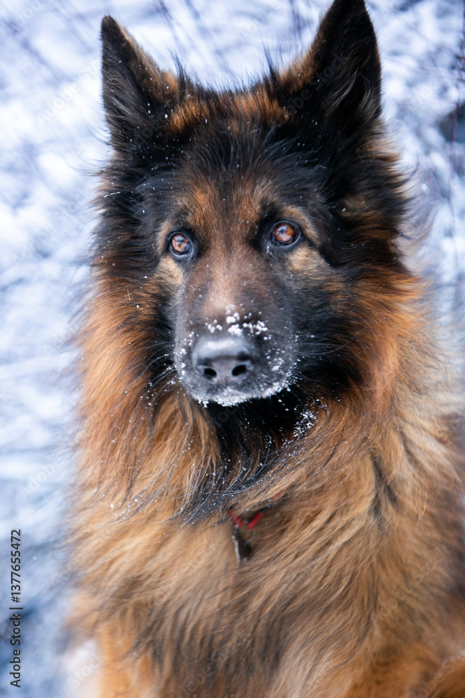 Naklejka premium portrait of german shepherd