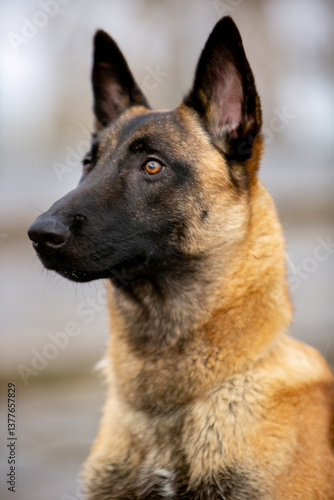 Belgian Shepherd Malinois