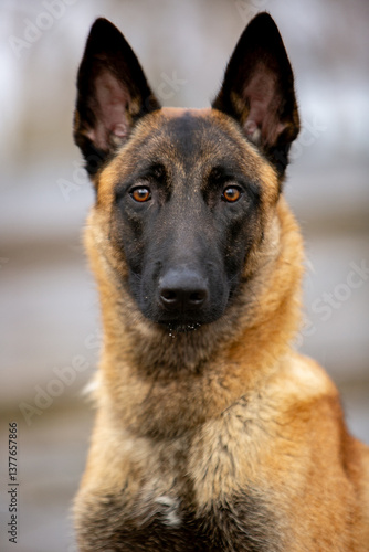 Belgian Shepherd Malinois
