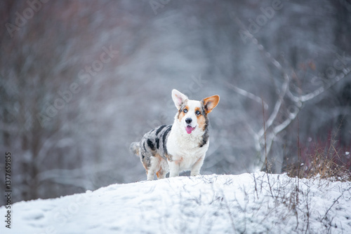 Corgi puppies in the snow