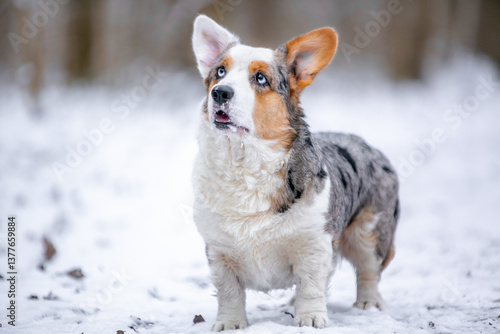 Corgi puppies in the snow