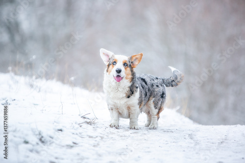 Corgi puppies in the snow