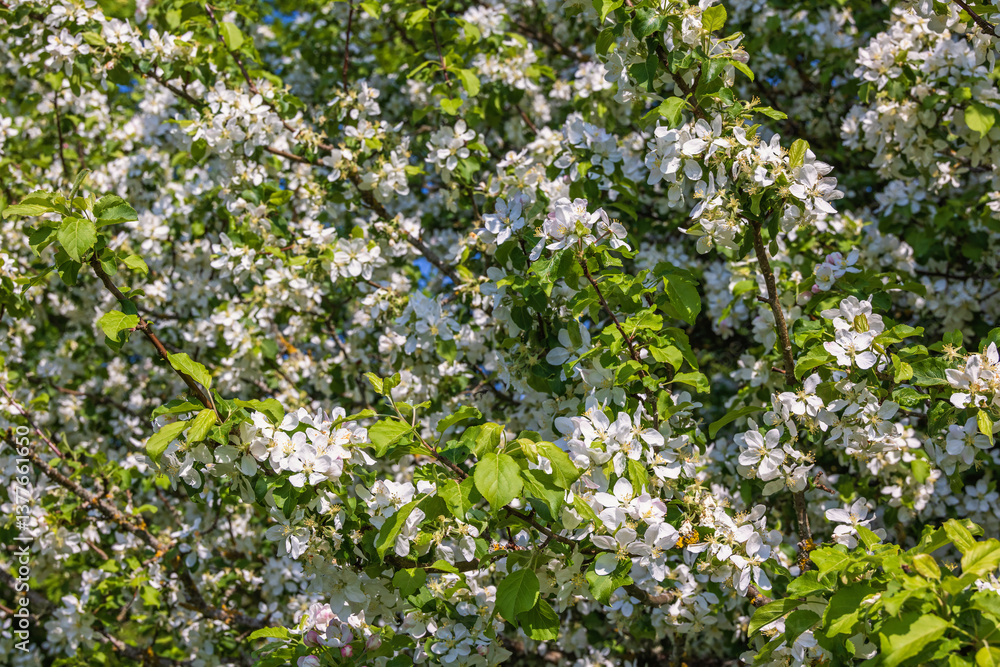 Blooming apple tree branches in the summer Blooming apple tree branches in the summer