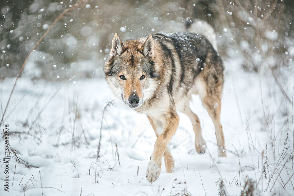 Obraz premium wolf in snow