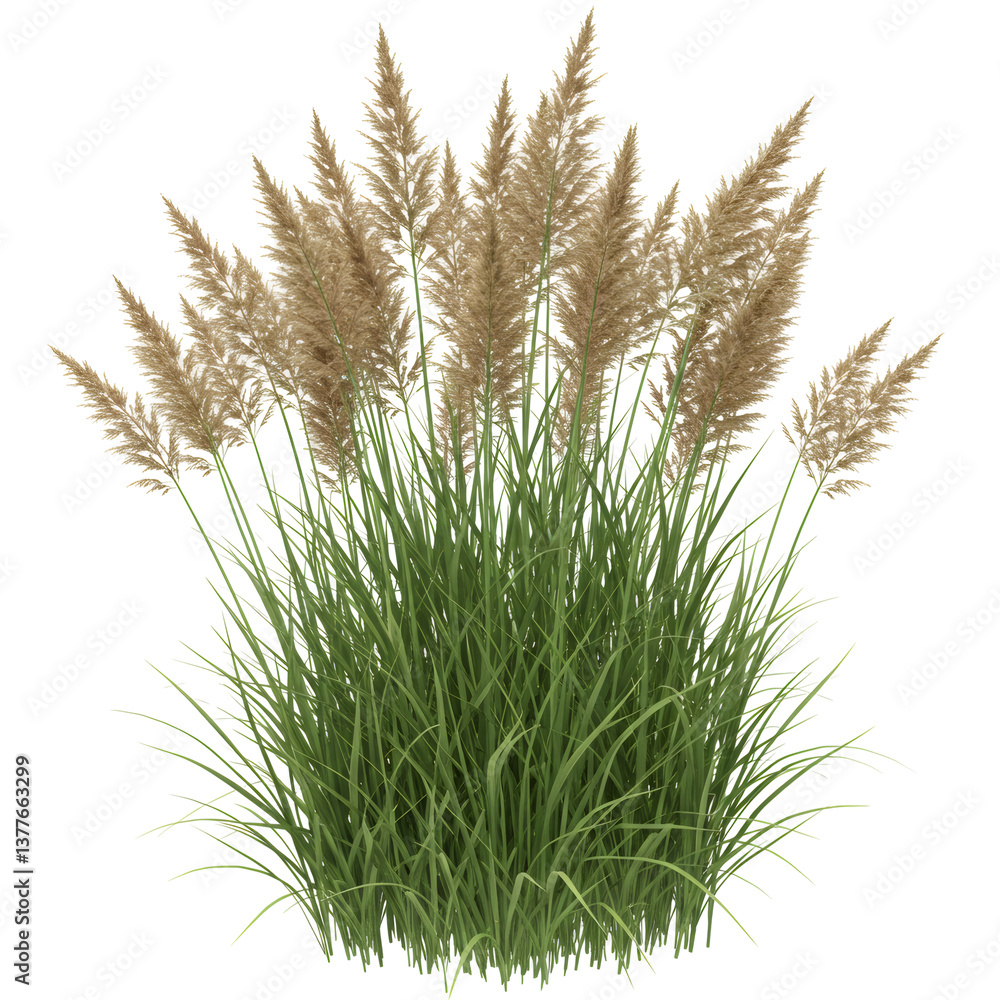 Digital Illustration of Beige and Green Ornamental Grass Digital Illustration of Beige and Green Ornamental Grass