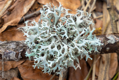 Tableau sur toile Close-up with a Pseudevernia furfuracea lichen